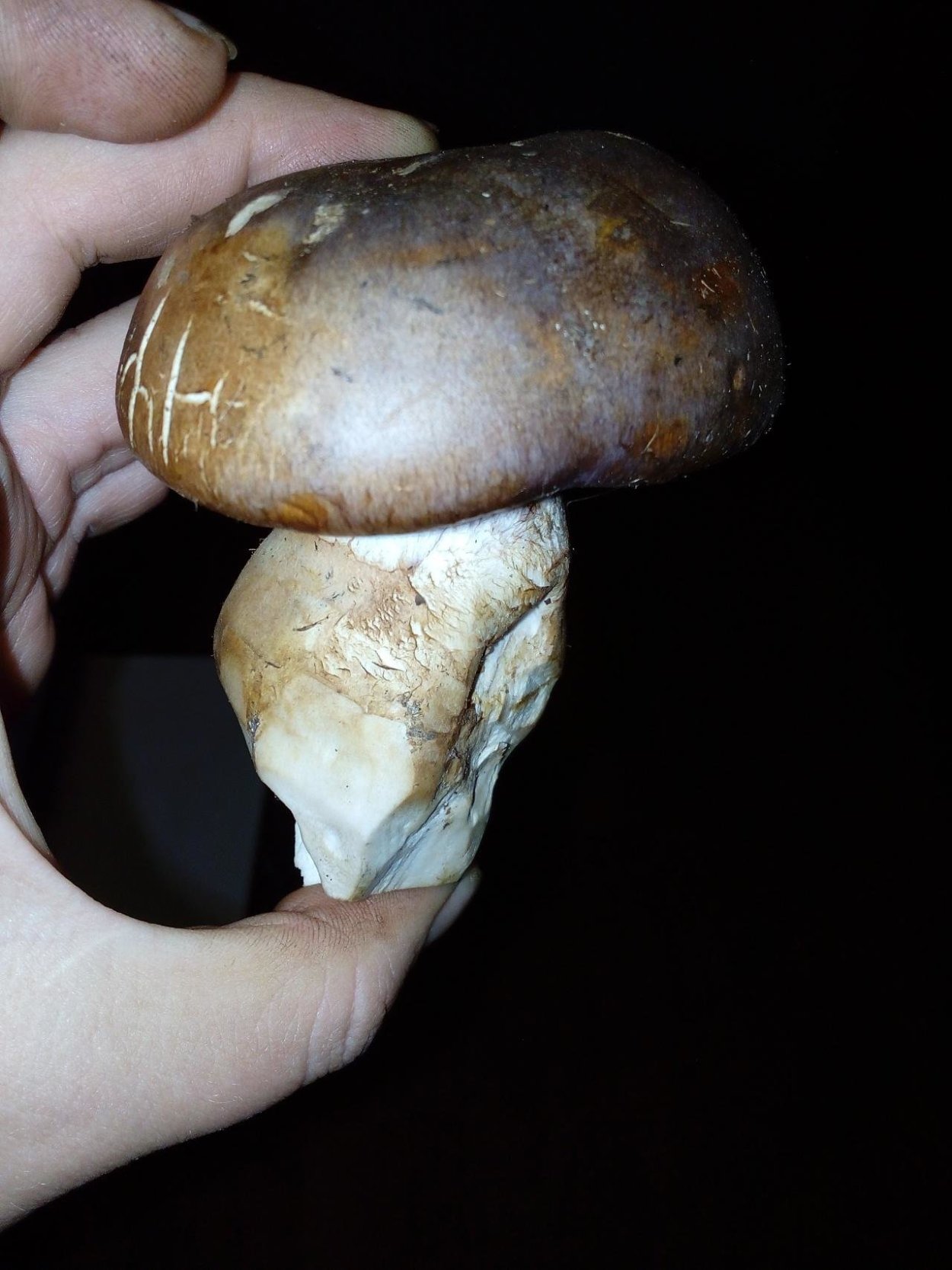 Пластинчатый гриб с толстой ножкой