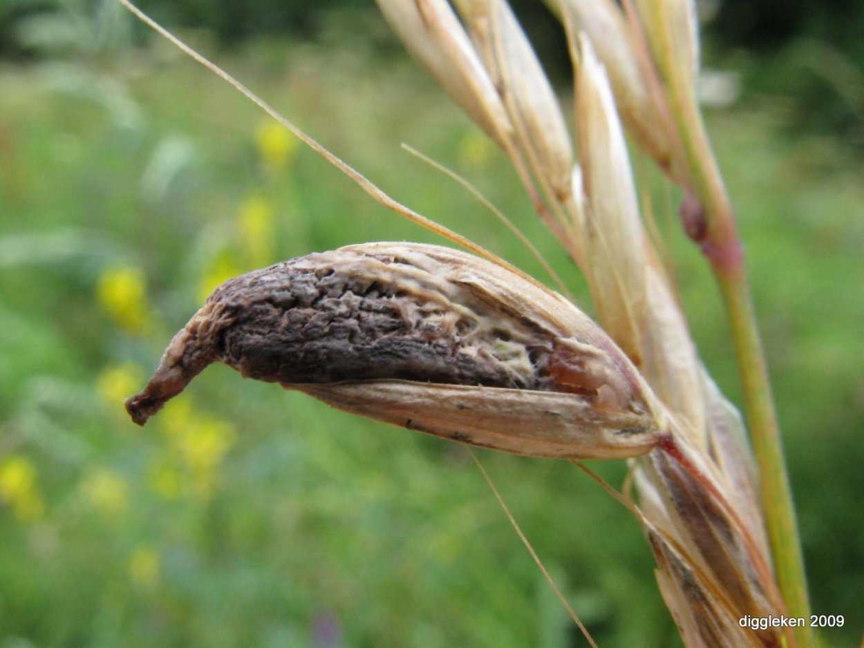 Claviceps purpurea – спорынья пурпурная