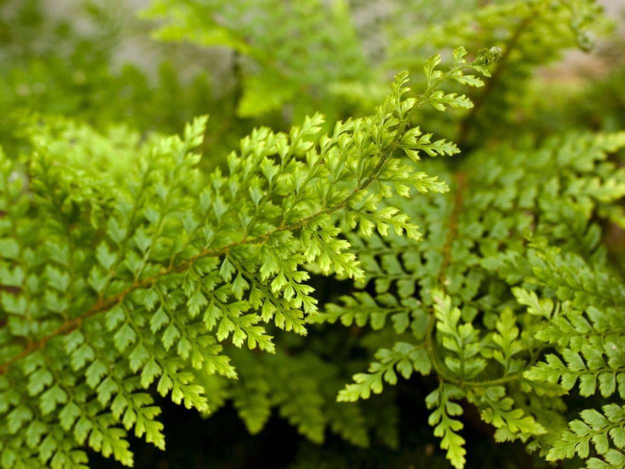 Многорядник щетинковый Пролиферум