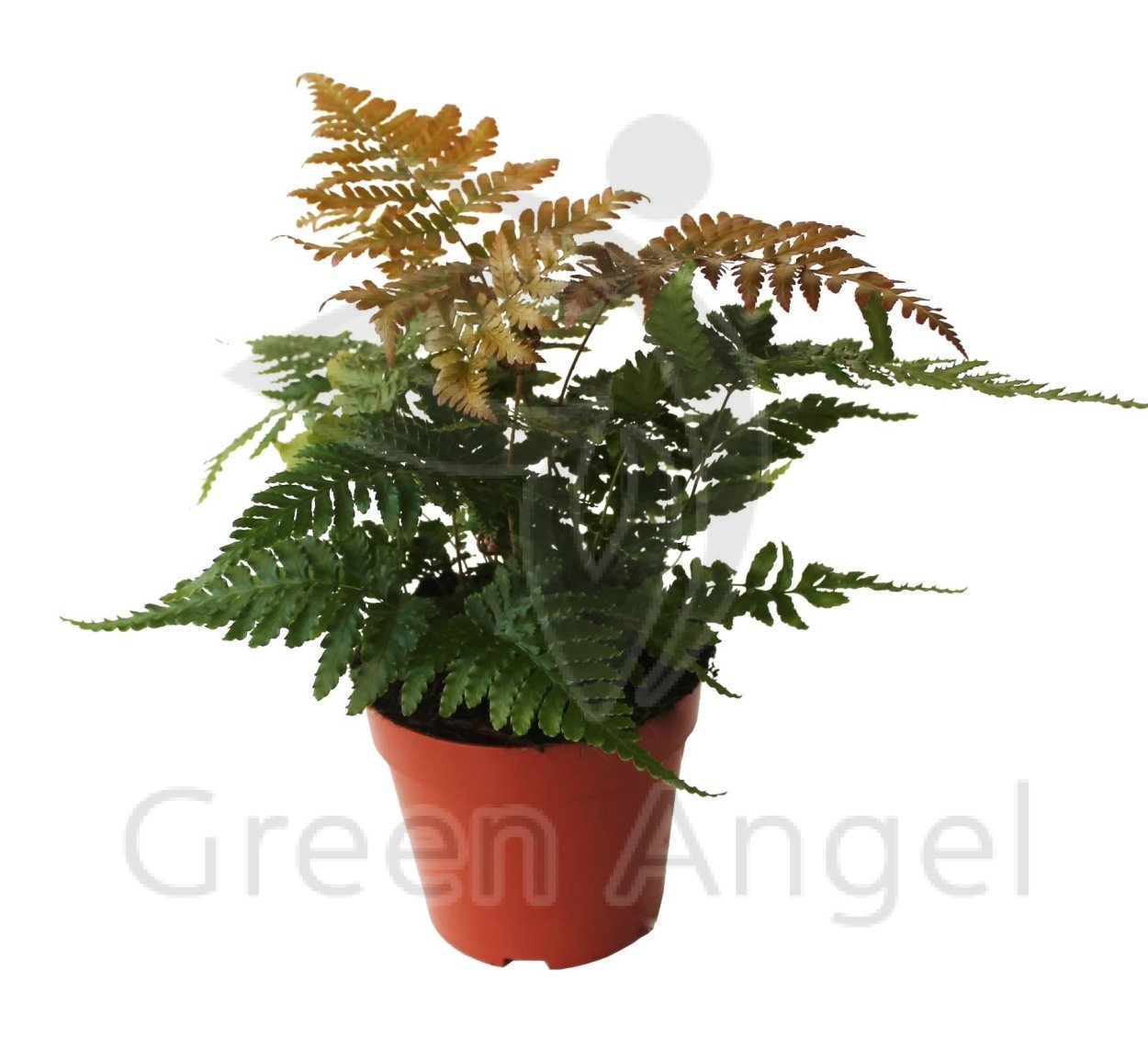 Дриоптерис в горшке