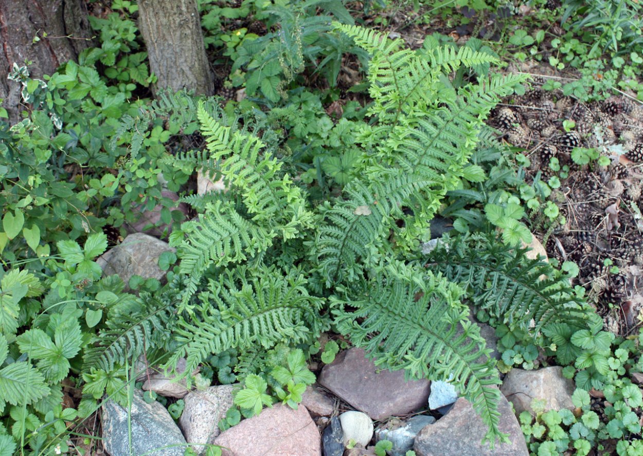 Папоротник орляк Хоста