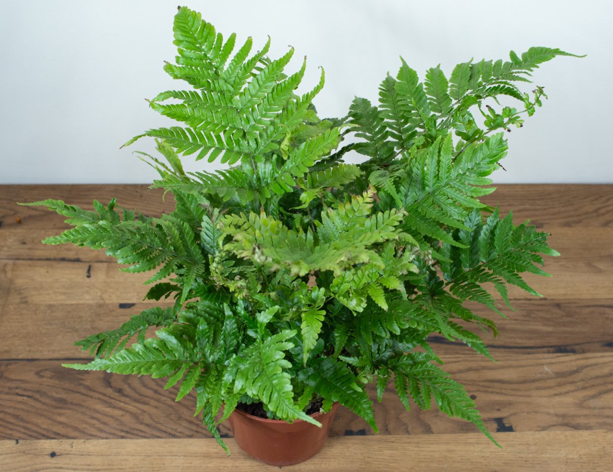 Папоротник Щитовник