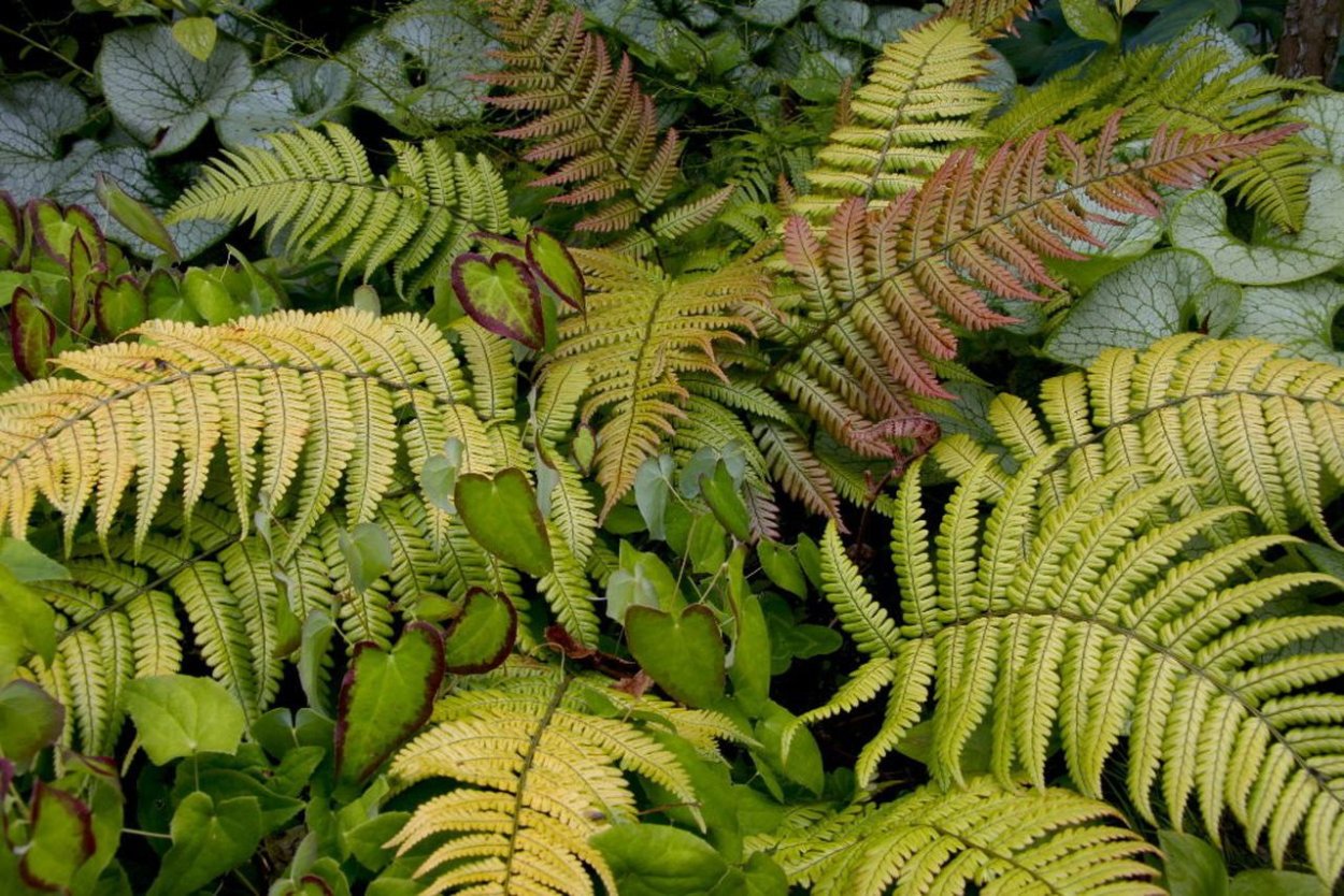 Щитовник лепидопода 'lepidopoda'