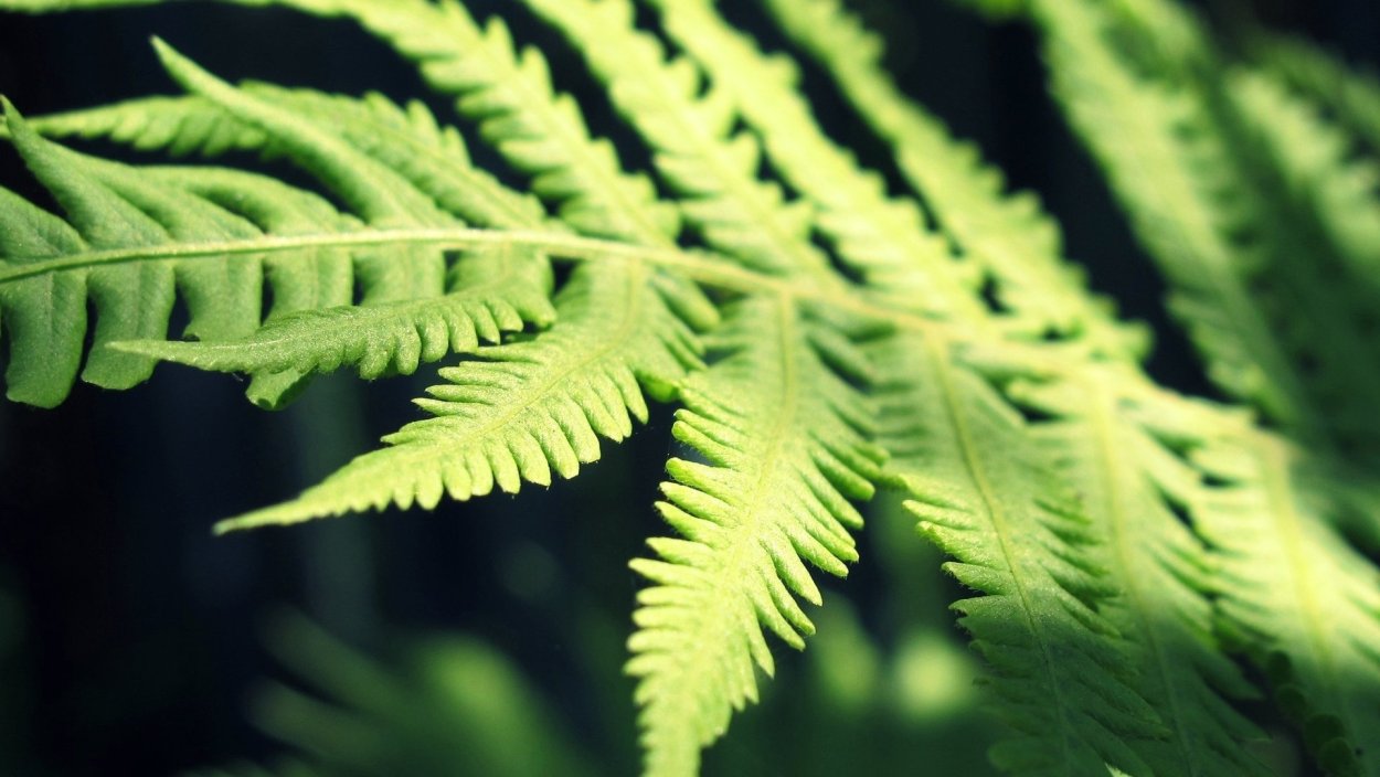 Папоротник Монтана