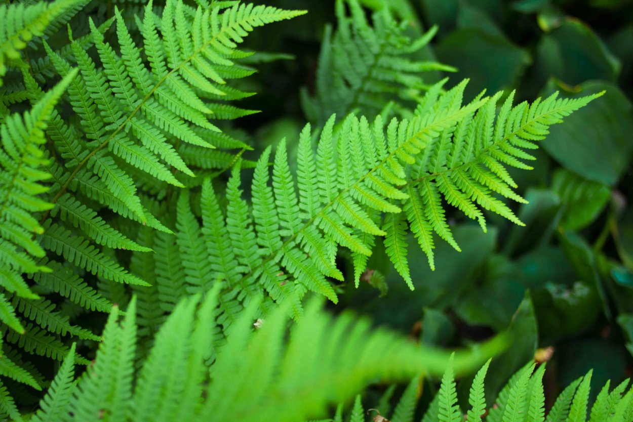 Щитовник Буша папоротник