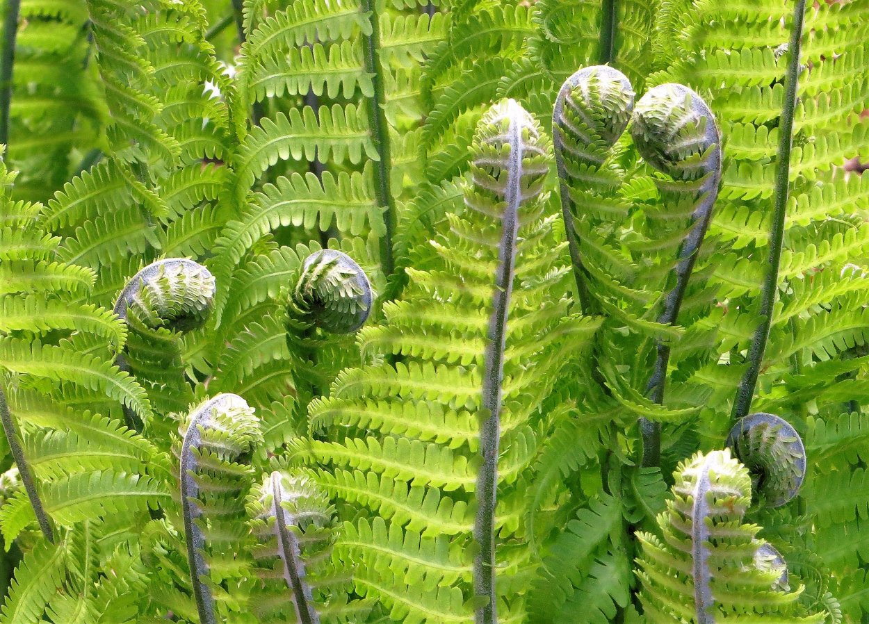 Папоротник Гроздовник виргинский