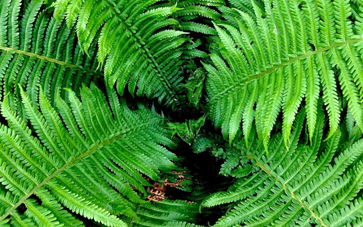 Папоротник Дриоптерис