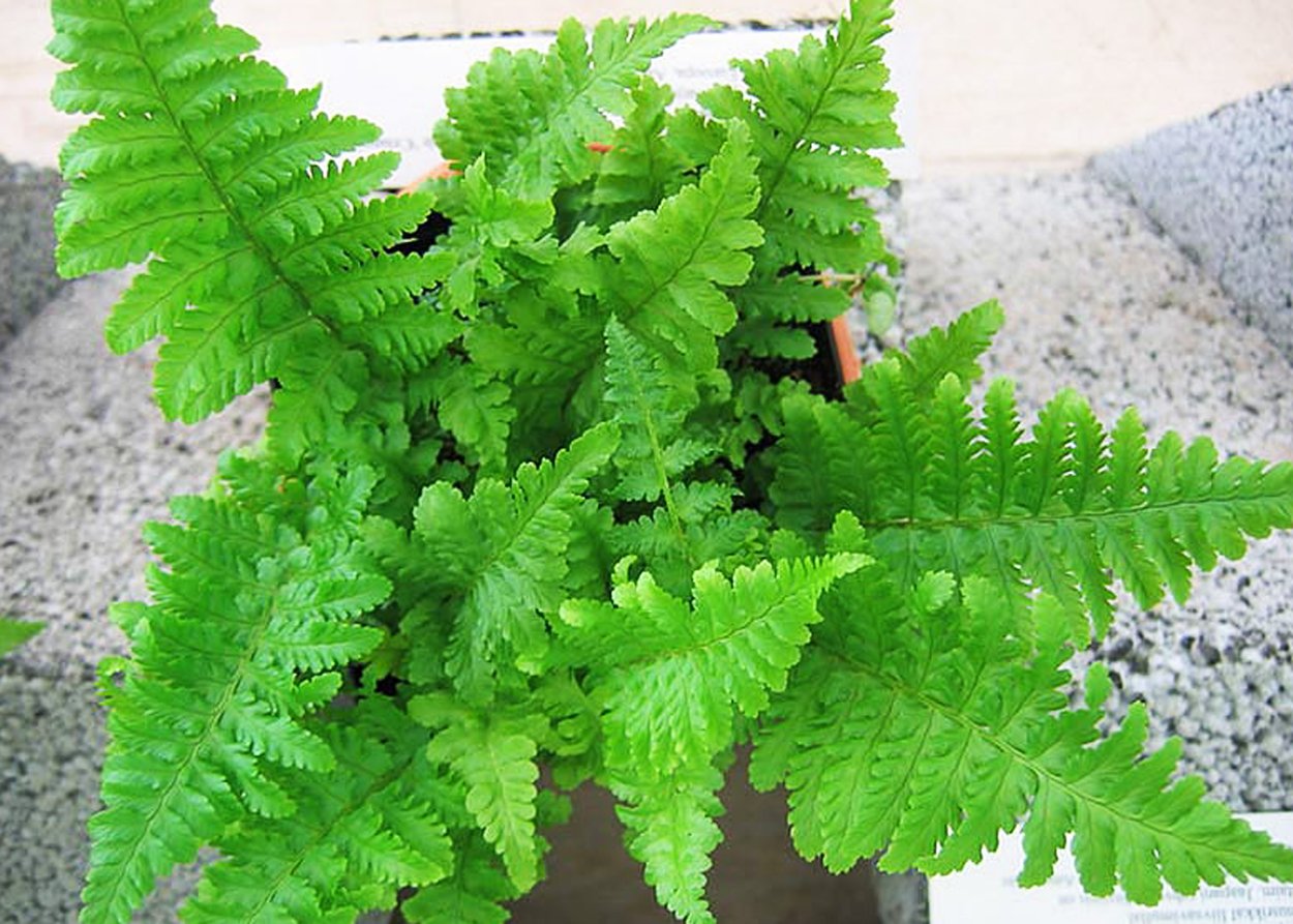 Щитовник гребенчатый