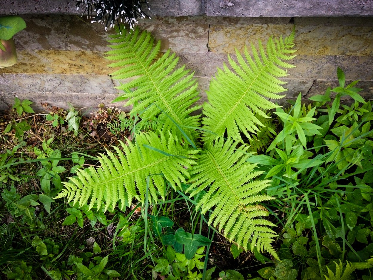 Папоротник Щитовник