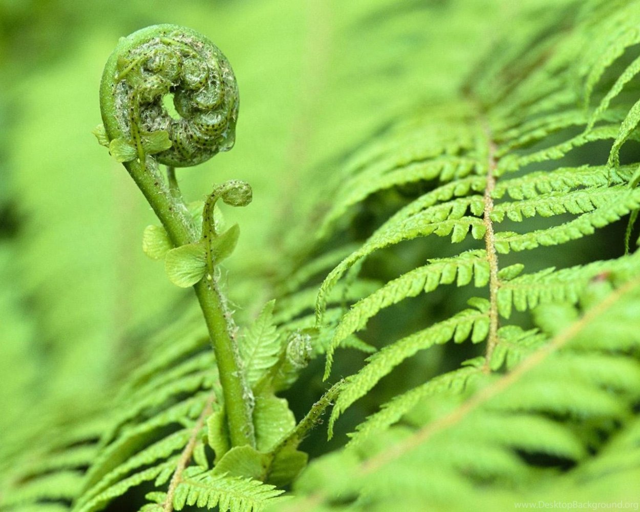 Папоротник Щитовник мужской корень