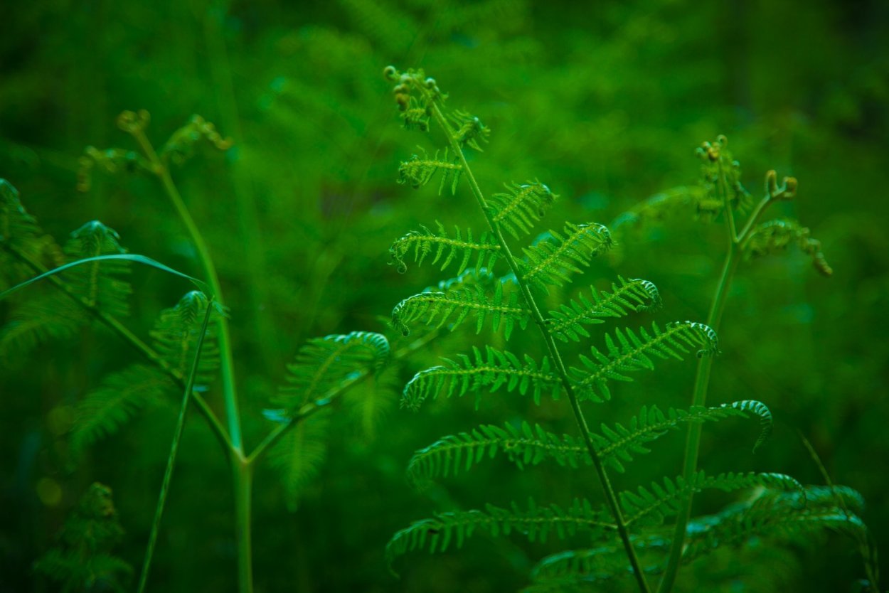 Папоротник Щитовник Лесной