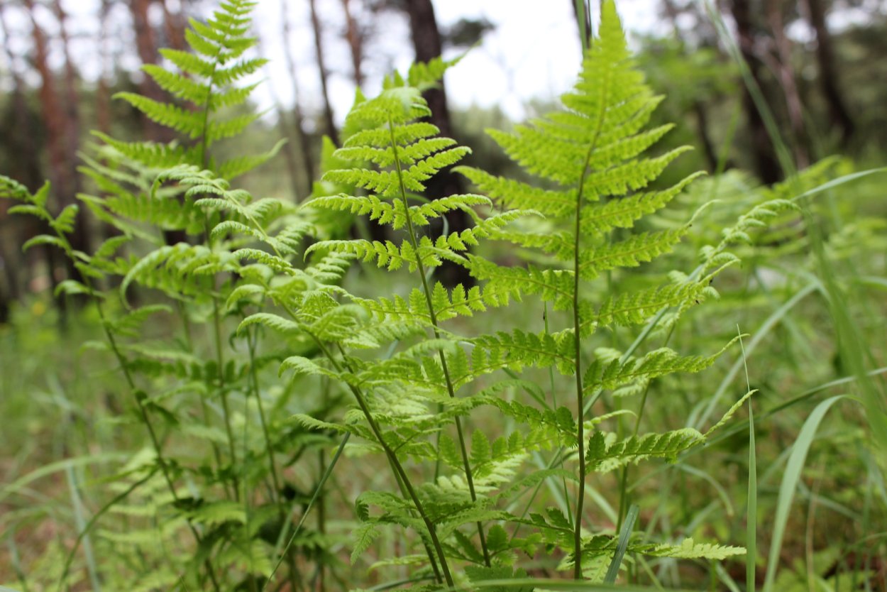 Зеленый папоротник