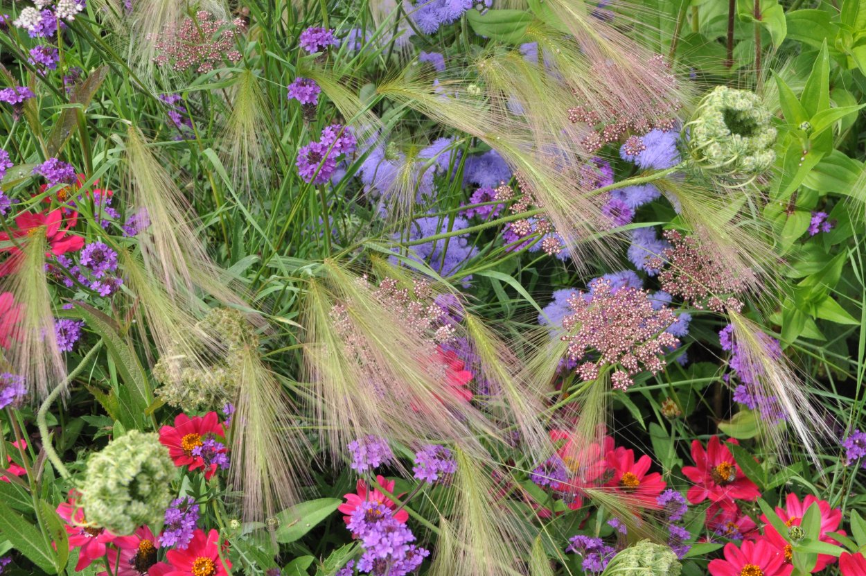 Травянистые однолетники