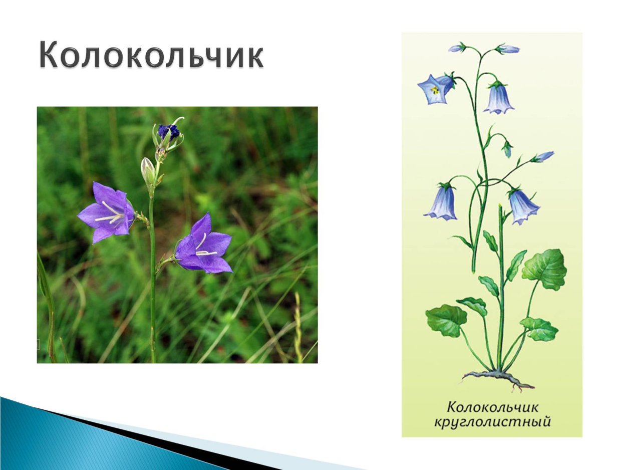 Растения Луга колокольчик