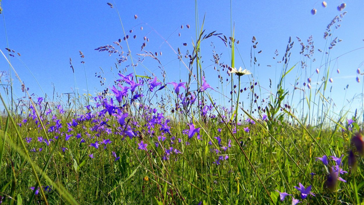 Поле колокольчиков