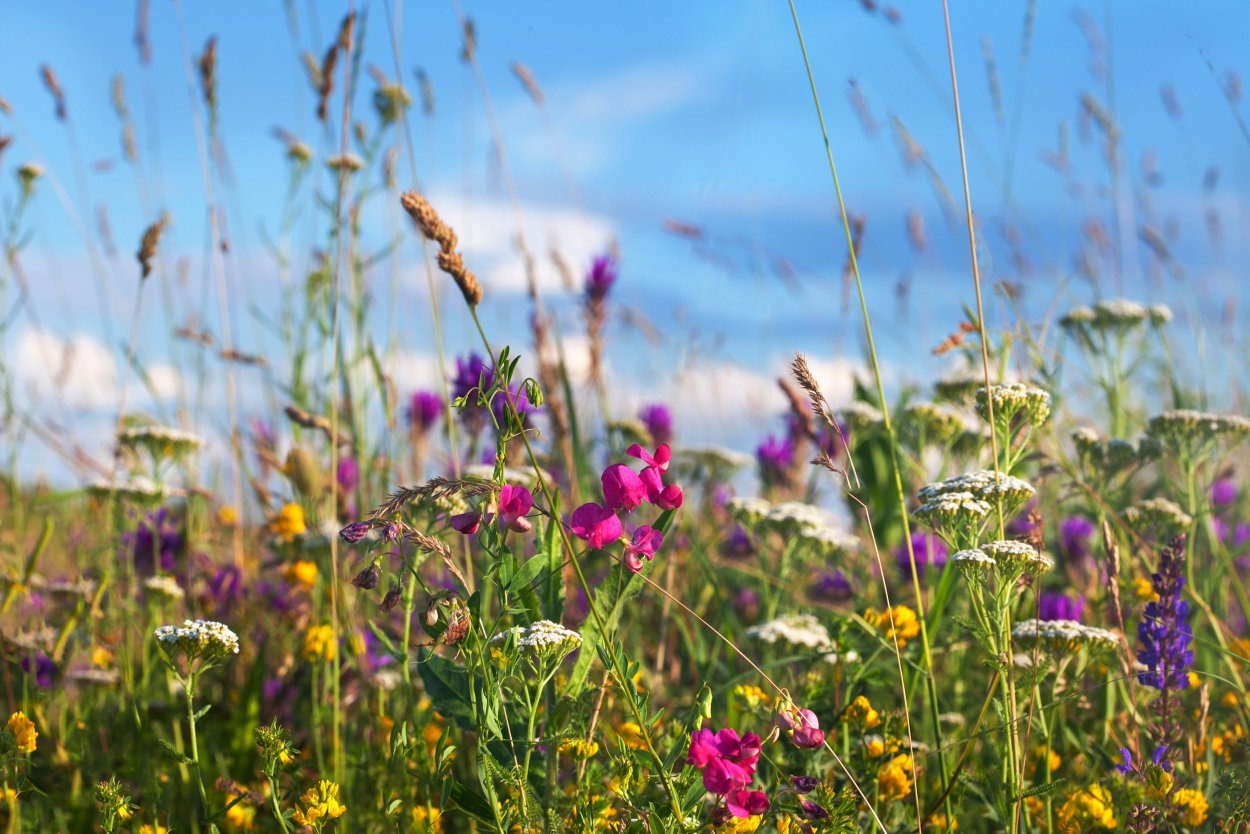 Луг с лечебными травами