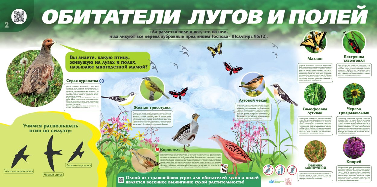 Обитатели лугов