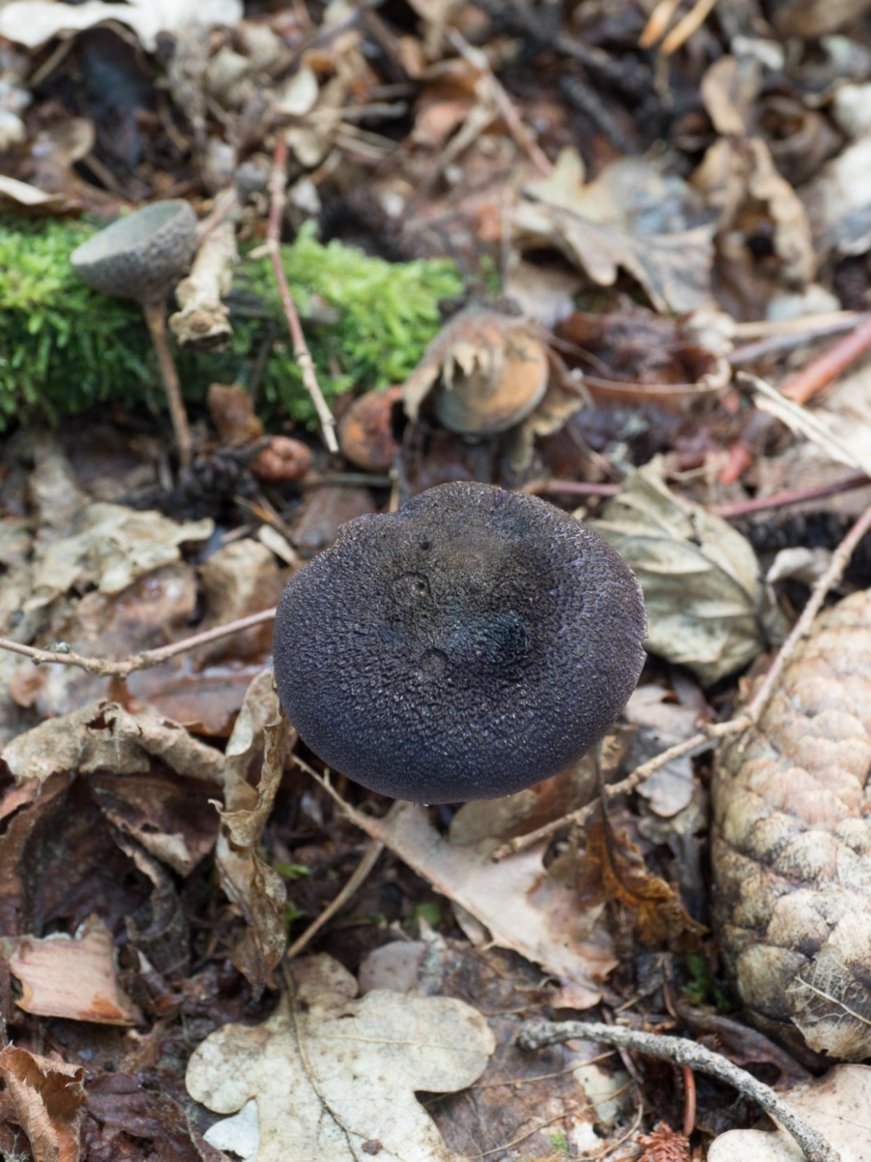 Паутинник фиолетовый гриб съедобный