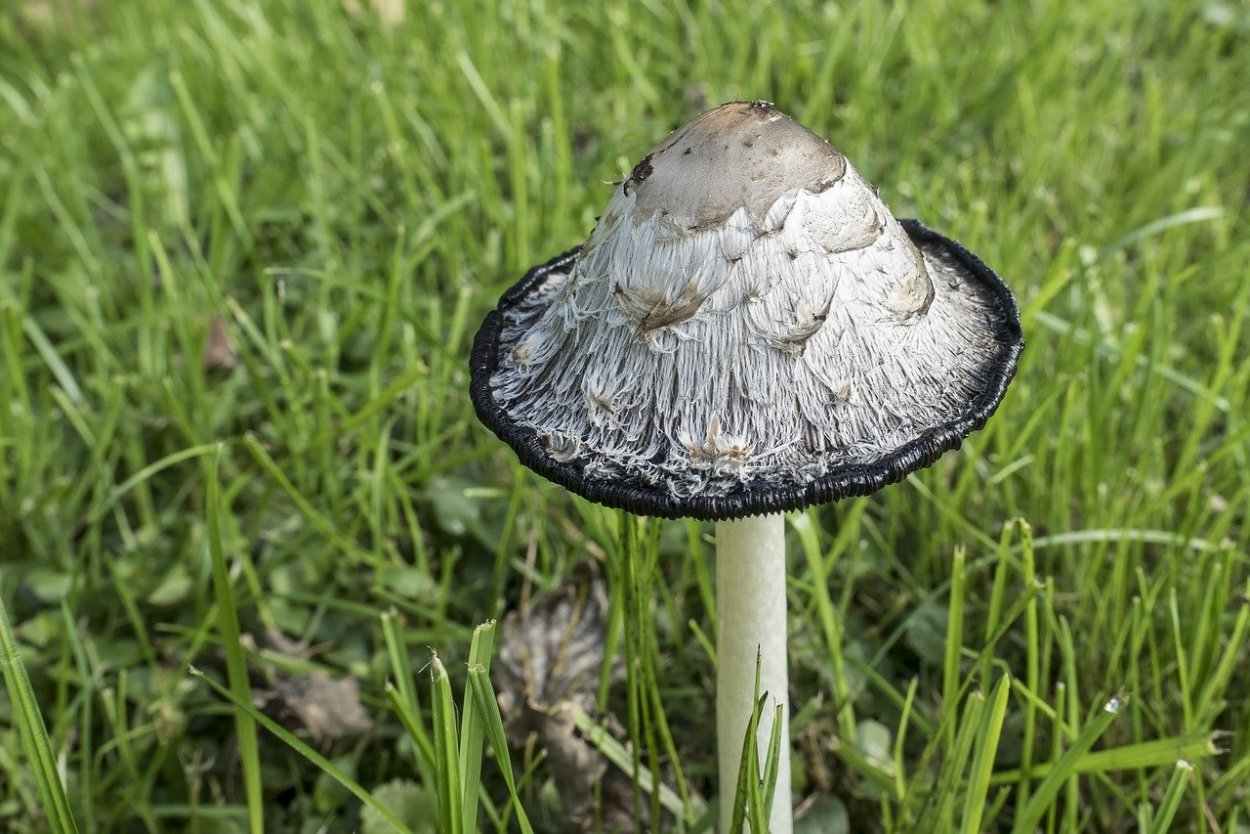Навозник белый Coprinus comatus
