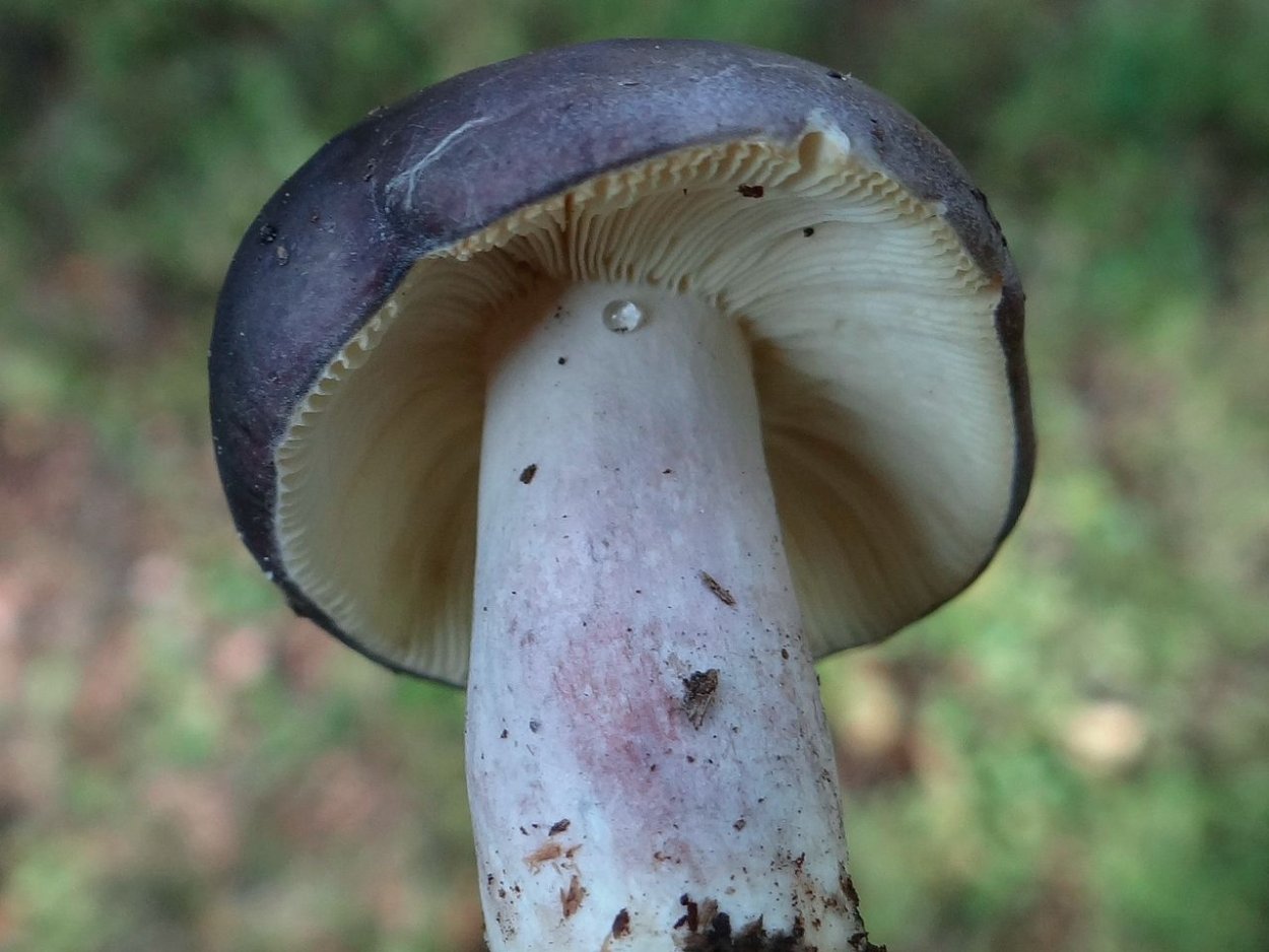 Russula azurea