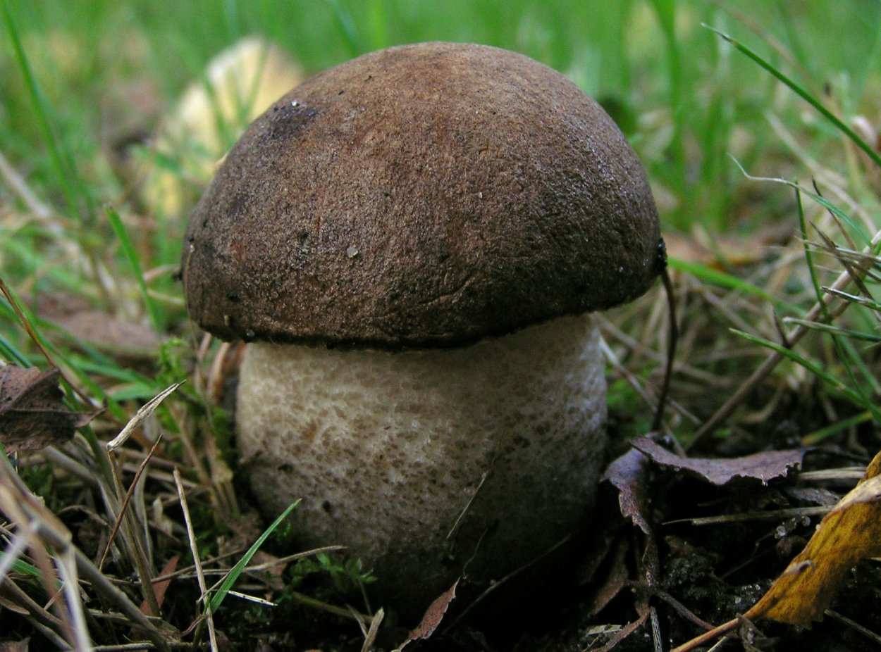 Грибы с фиолетовым отливом