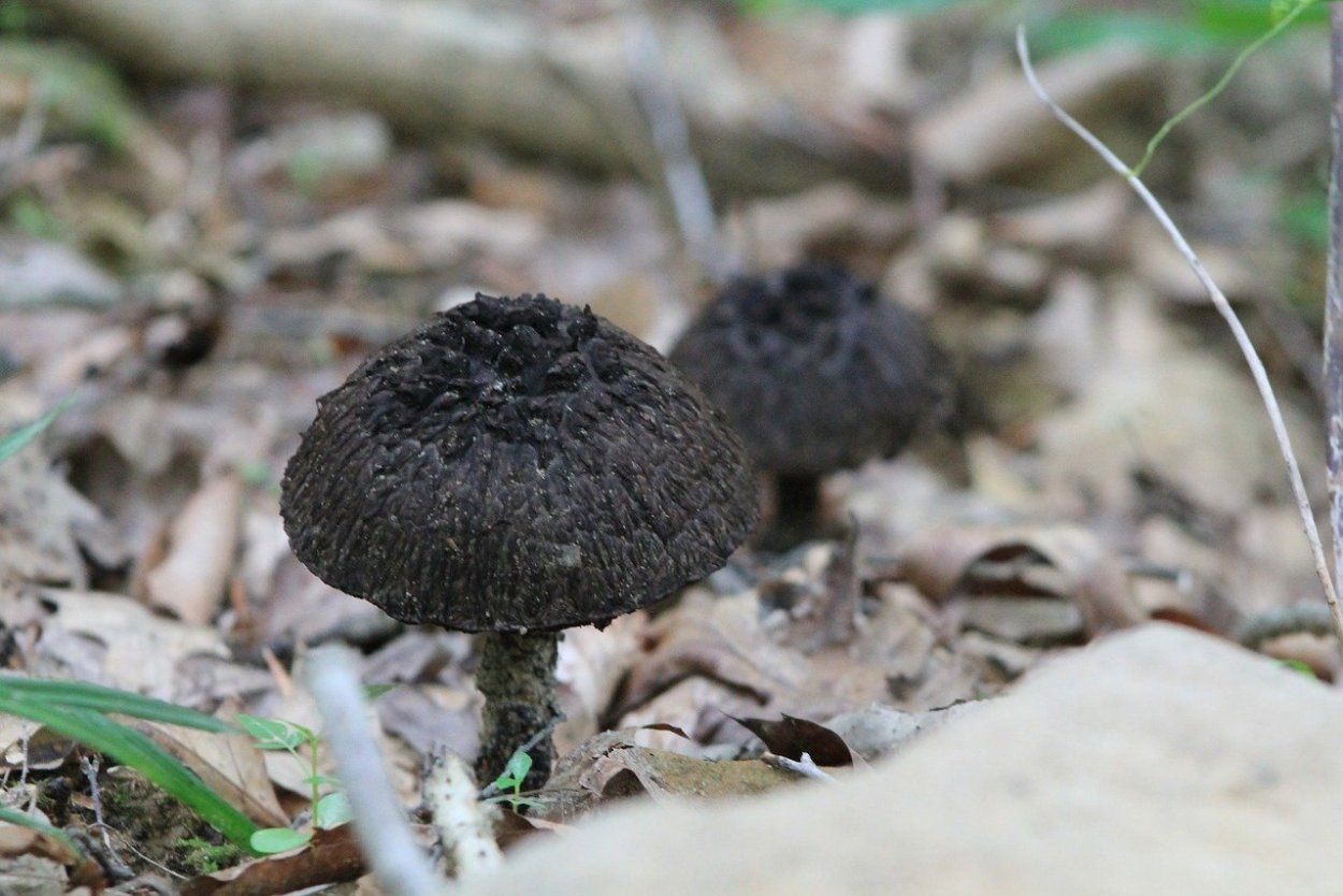 Черная поганка гриб
