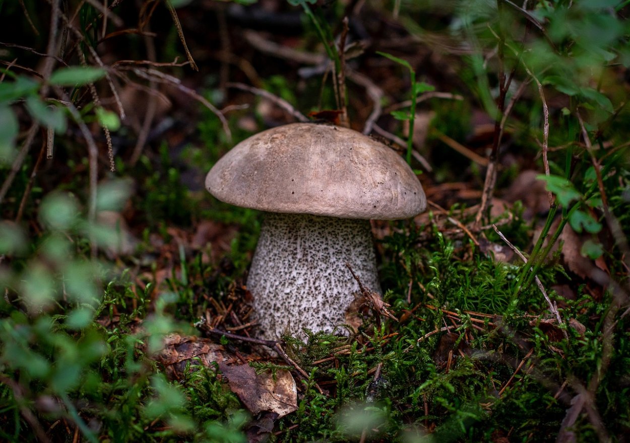 Гриб Агроцибе твёрдая