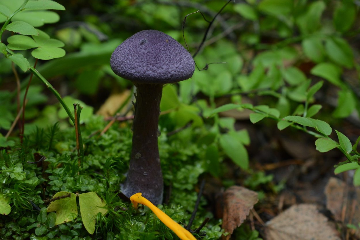Паутинник фиолетовый гриб