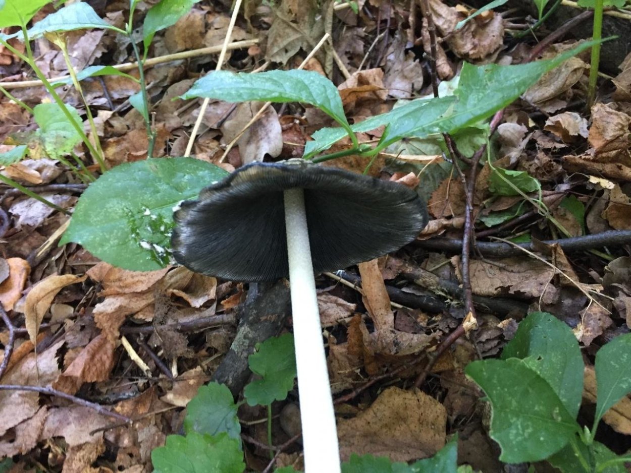 Грибы с черной шляпкой и тонкой ножкой