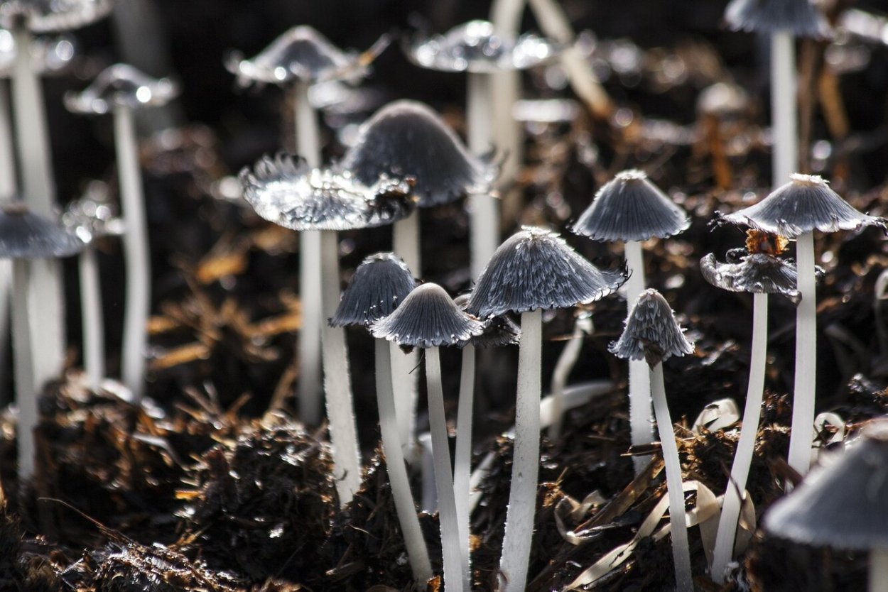 Подосиновик гриб и белый гриб