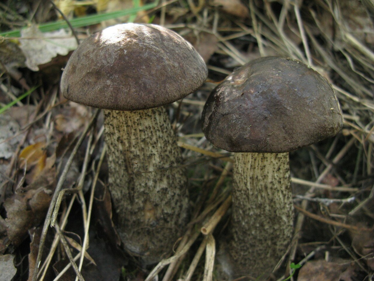 Подберёзовик чёрный, черноголовик