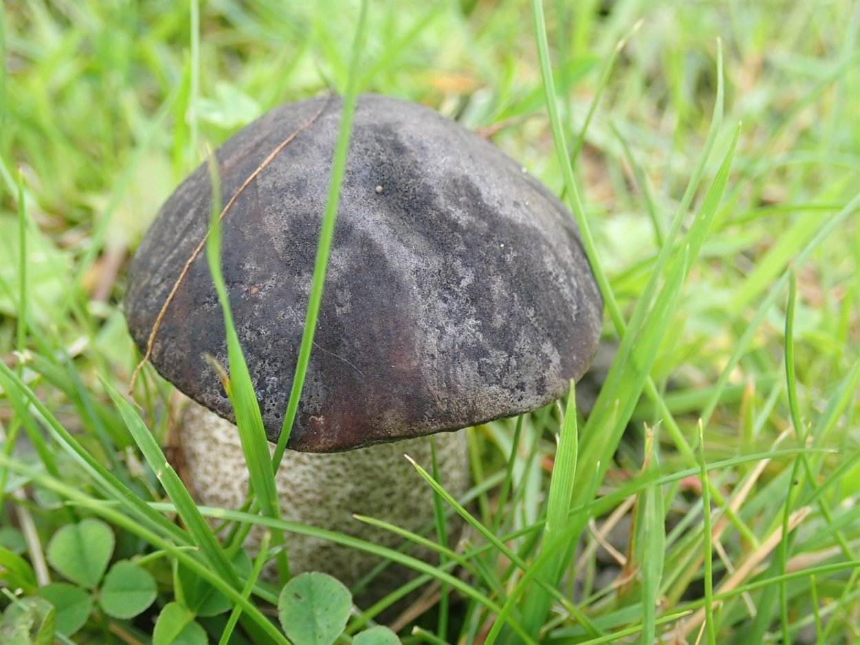 Боровик девичий (Boletus appendiculatus)