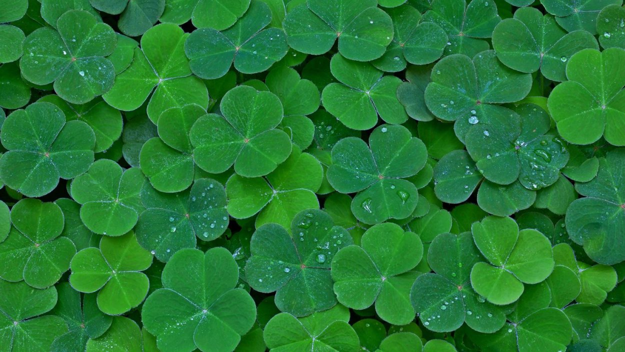 Клевер трилистник растение