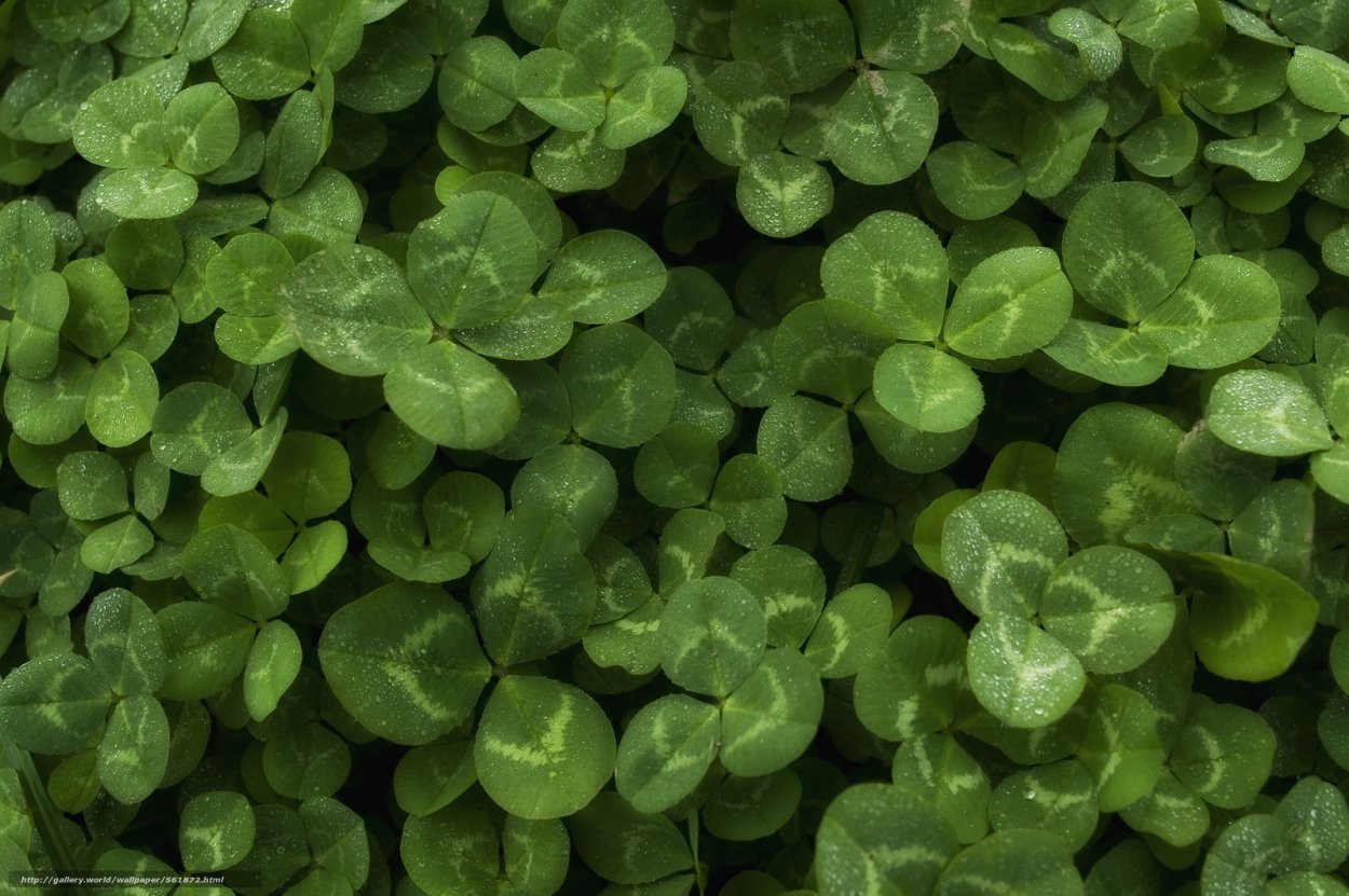 Клевер Луговой листья