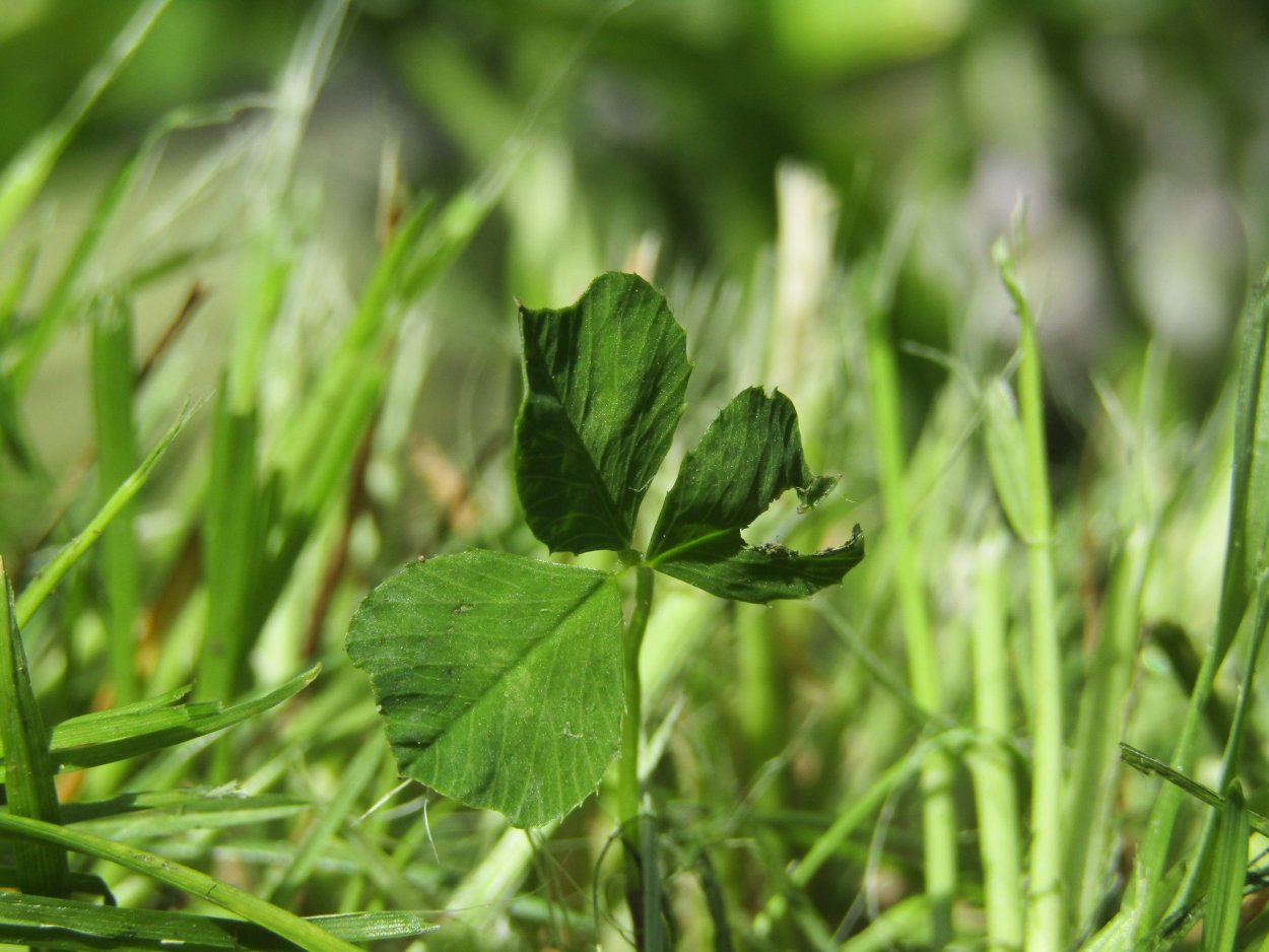 Клевер Луговой четырехлистный