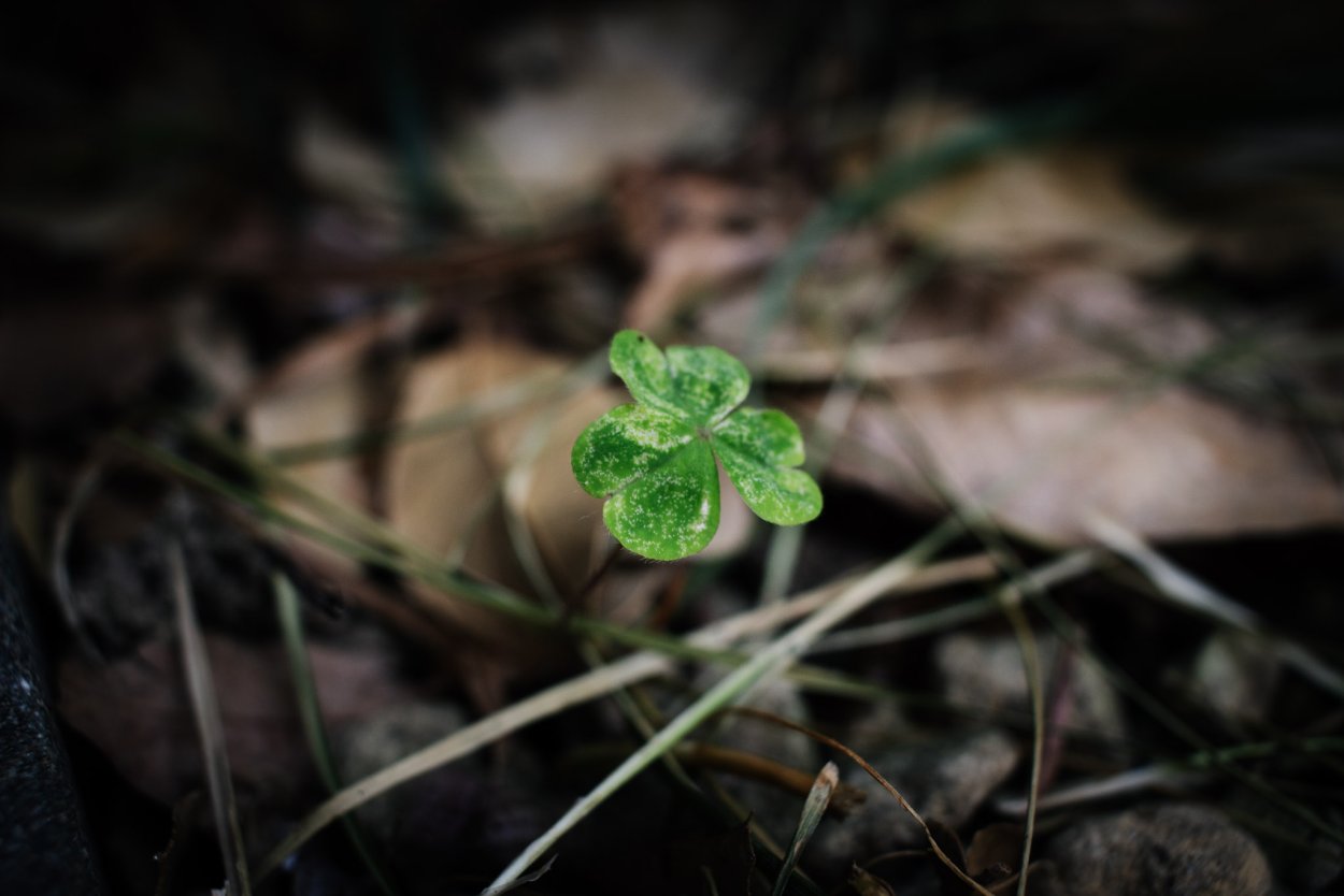 Пятилистный Клевер