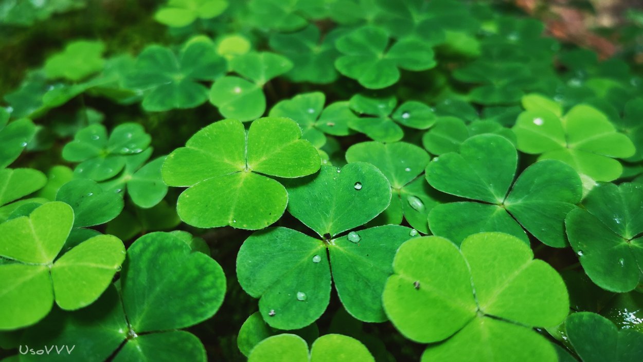 Зелень трехлистная