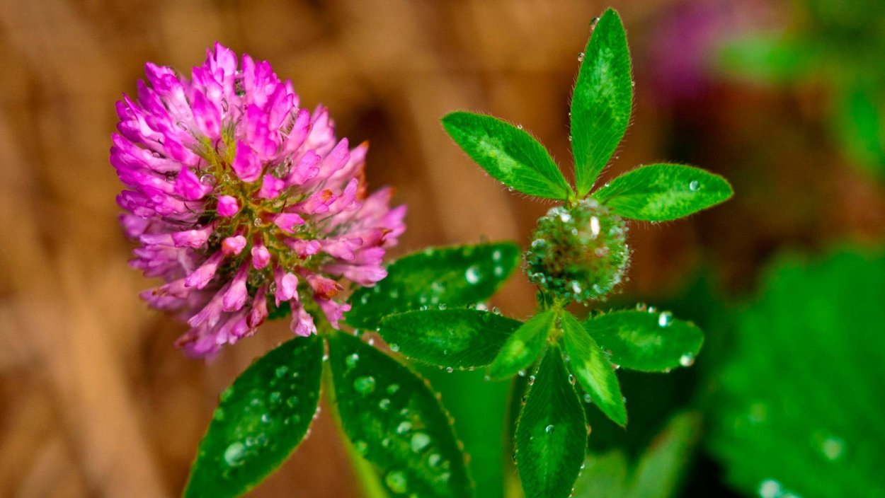 Клевер Луговой