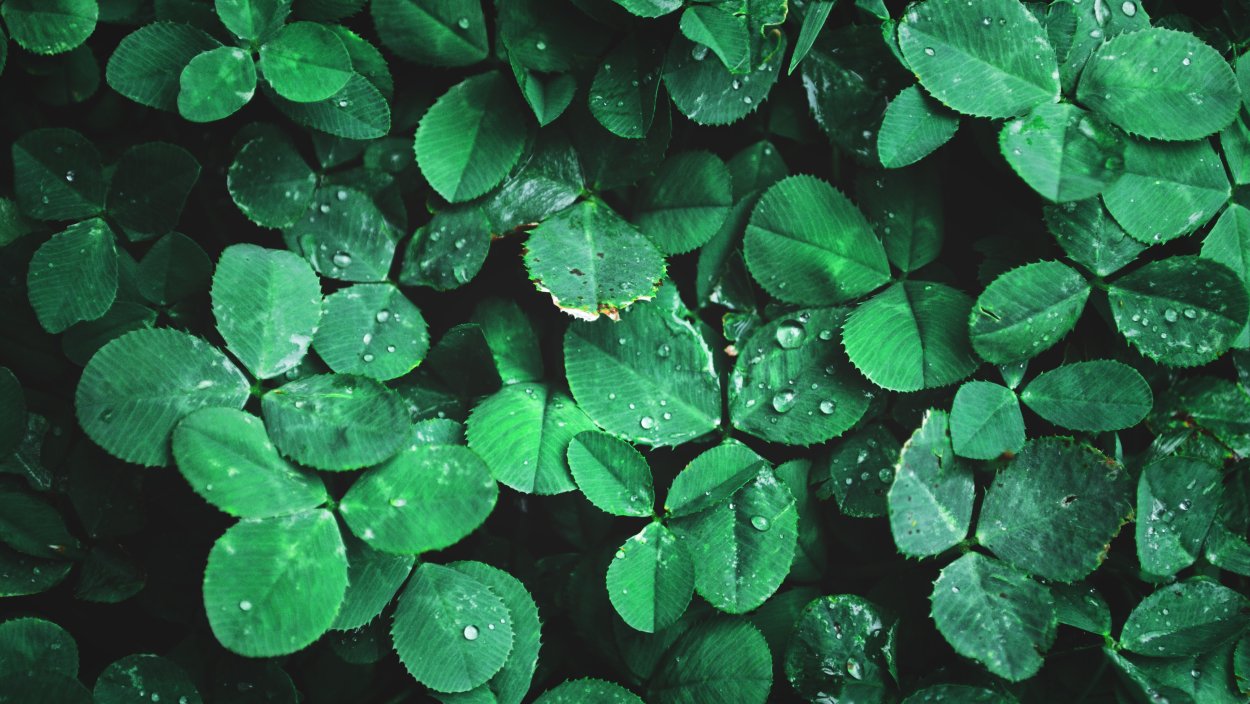 Трилистник Эстетика