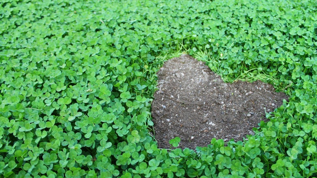 Четырехлистный Клевер зеленое сердечко