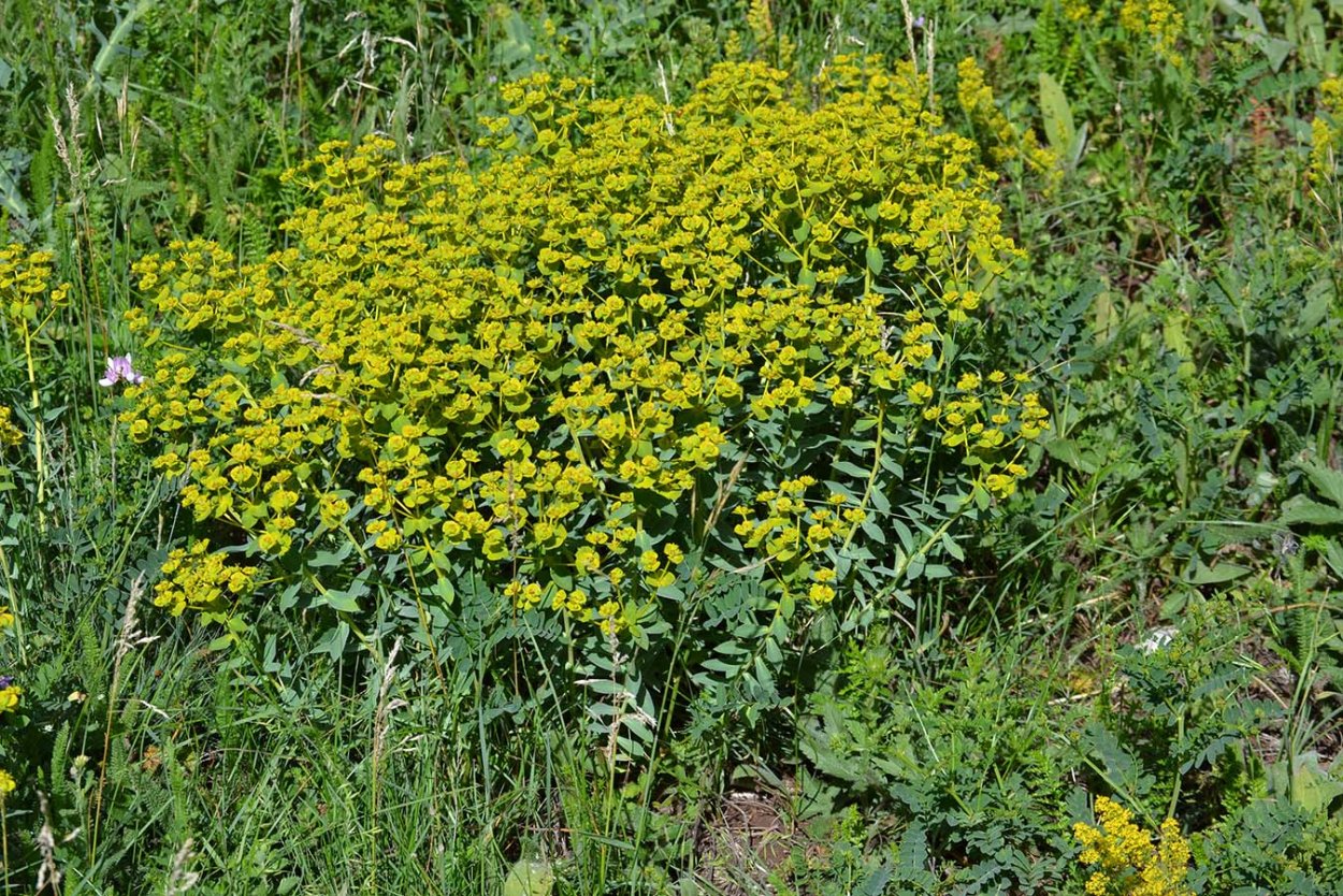 Молочай дикий Луговой