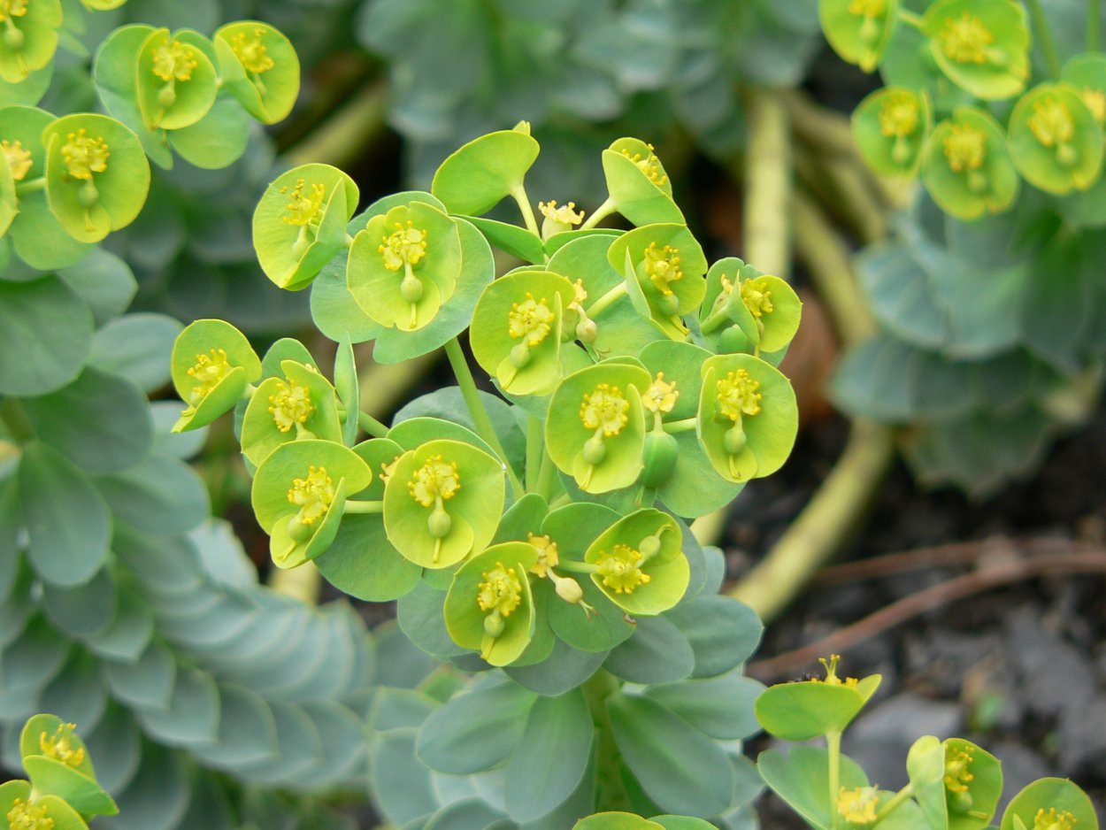 Молочай (Euphorbia)