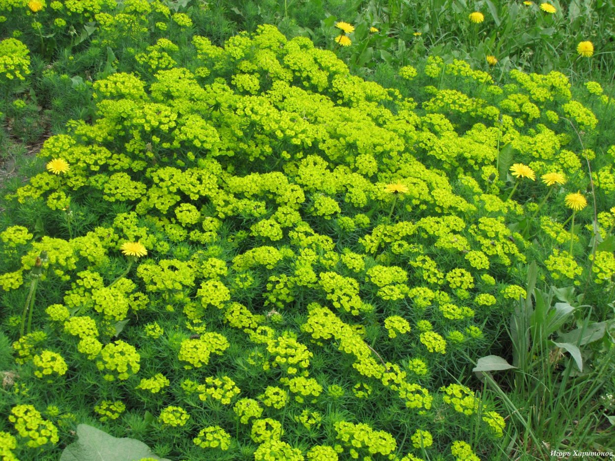 Молочай Дальневосточный