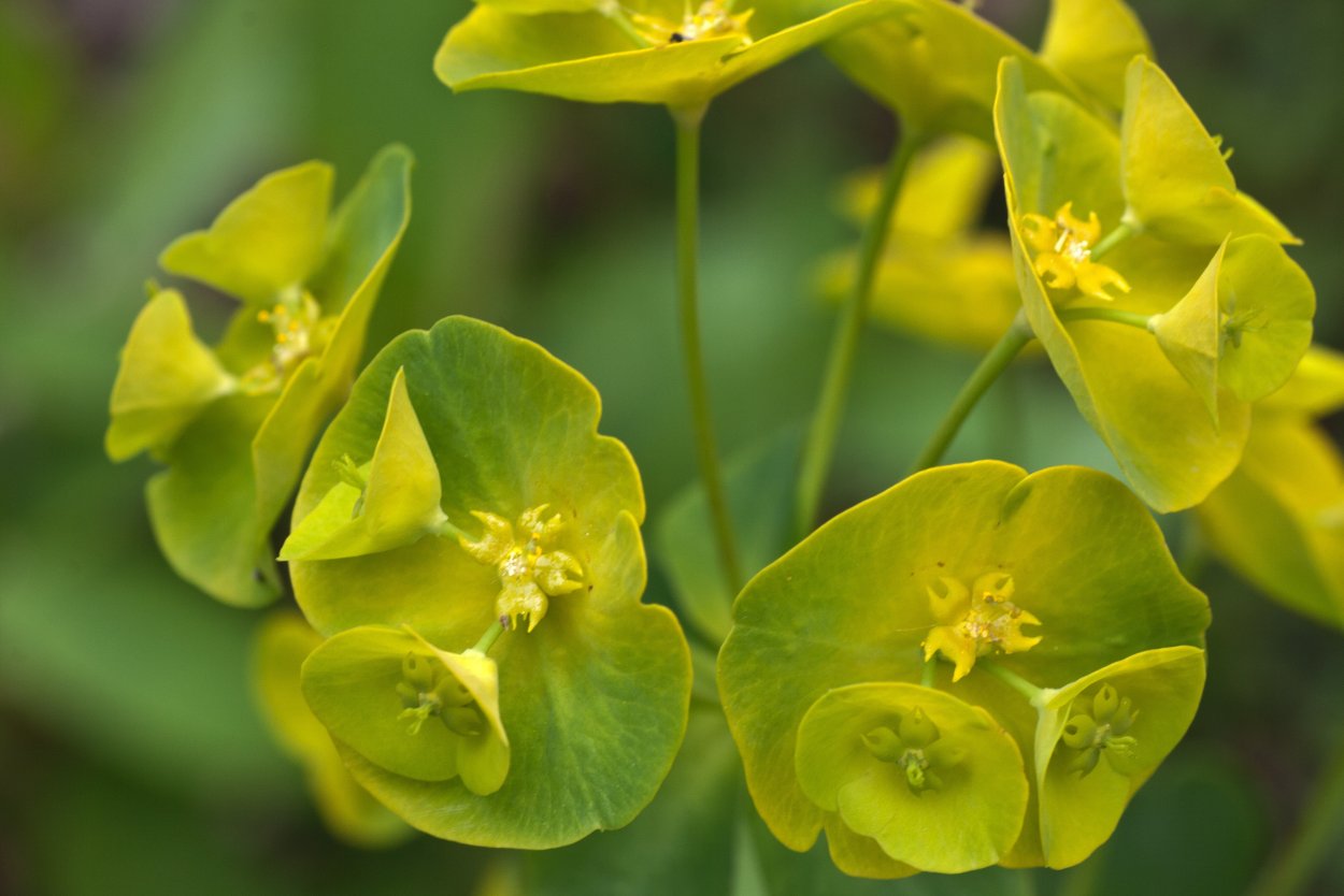 Молочай длиннорогий