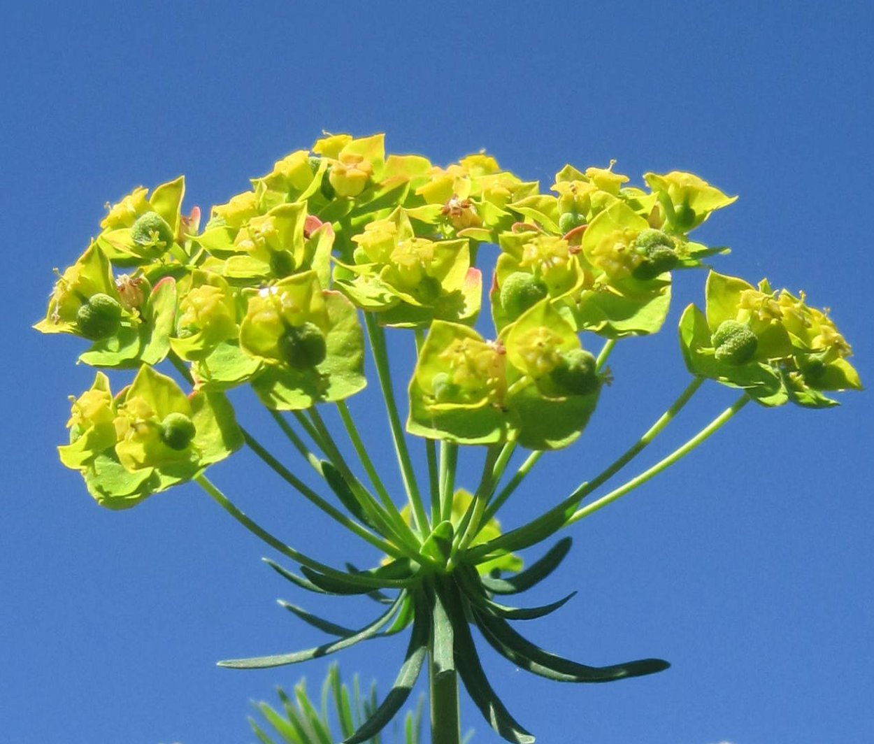 Молочай Жигулёвский (Euphorbia zhiguliensis)