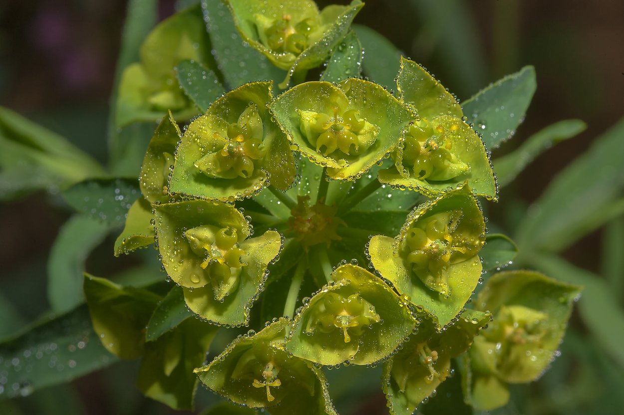 Молочай Euphorbia seguieriana