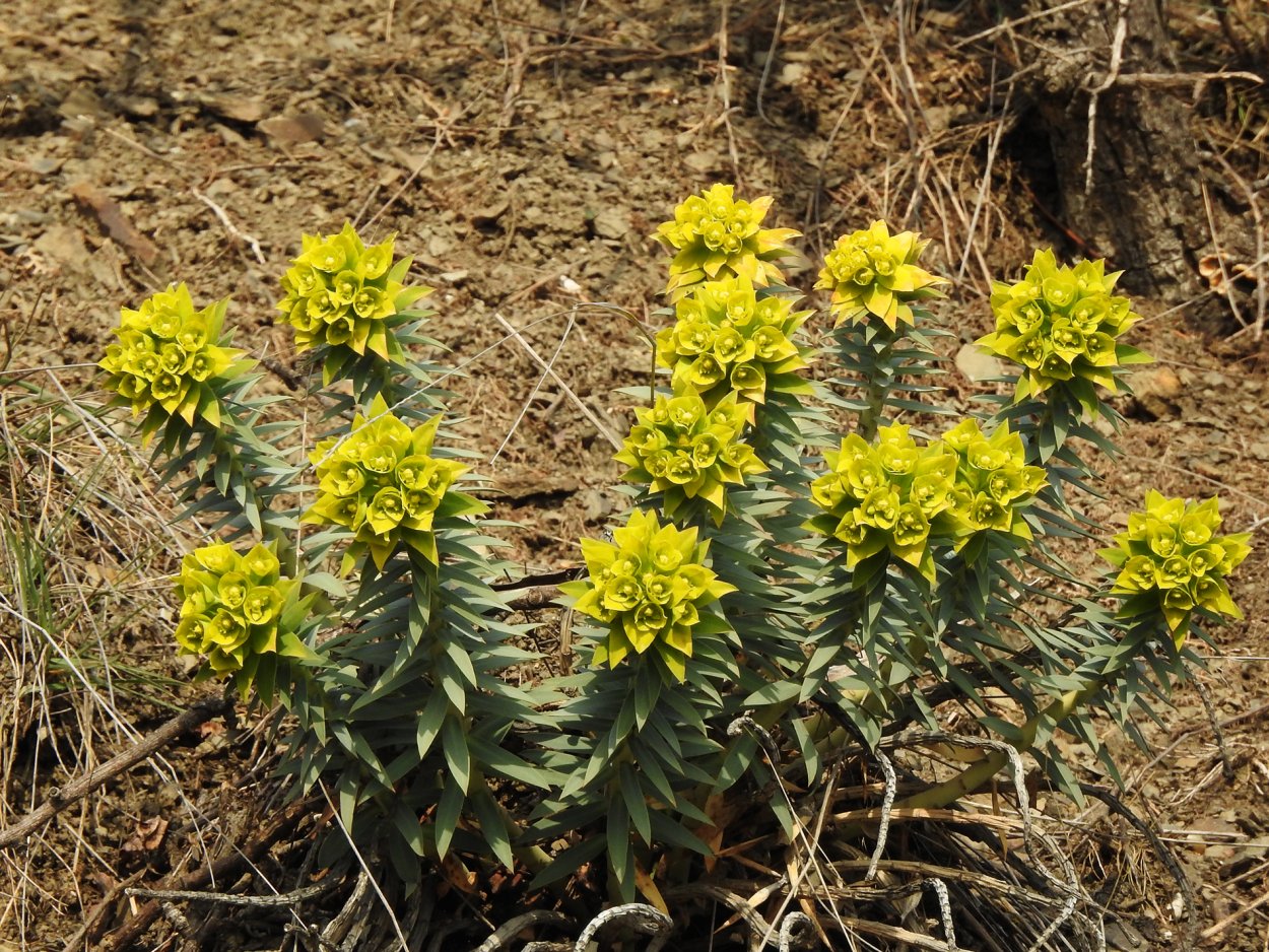 Молочай Крымский