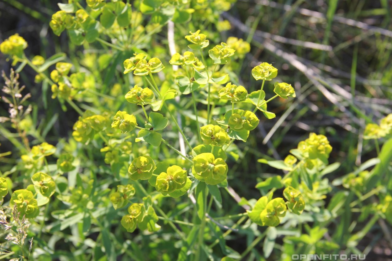 Молочай лозный, прутьевидный