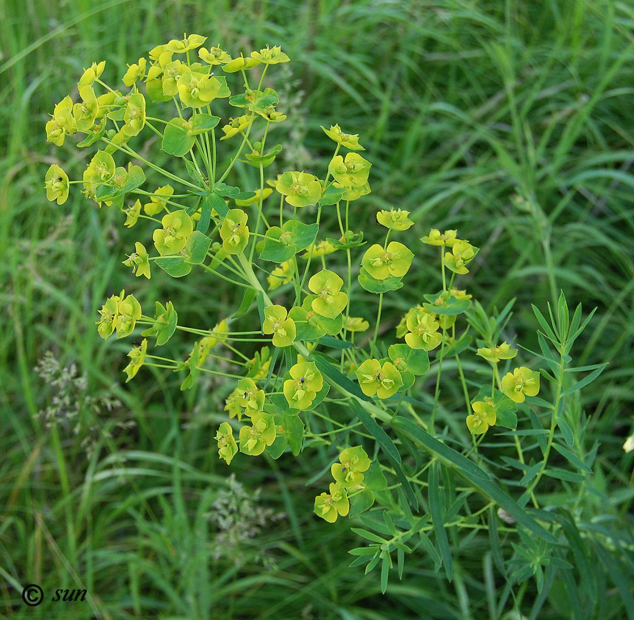 Молочай лозный (Euphorbia virgata)