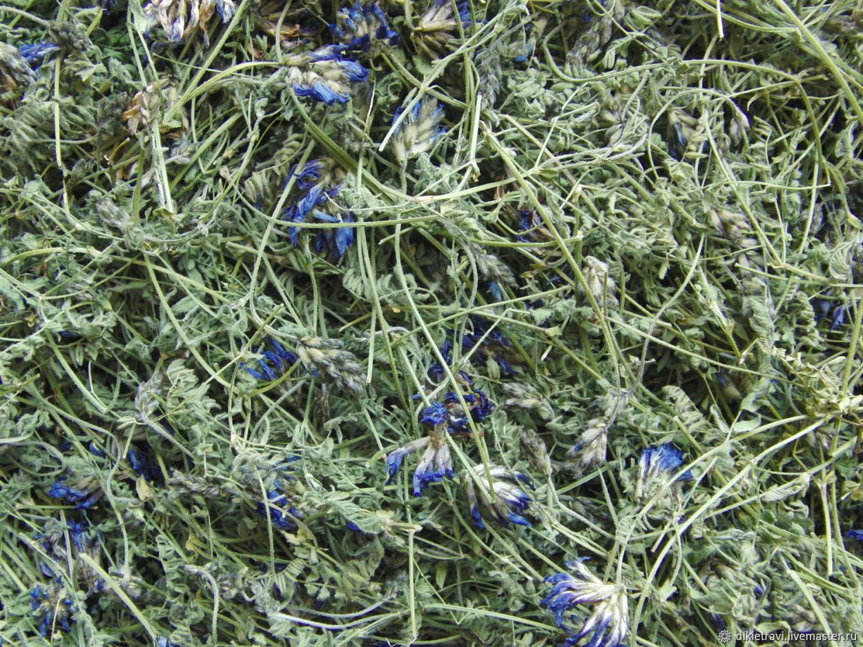 Астрагал датский (Луговой)